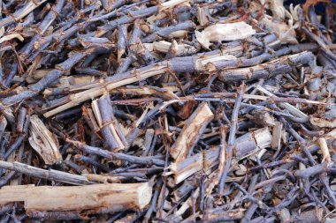 Ormanda odun yığını