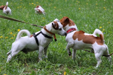 Köpek yeşil çimlerin üzerinde sopayla oynuyor.