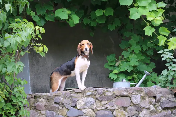 Cão Parque — Fotografia de Stock