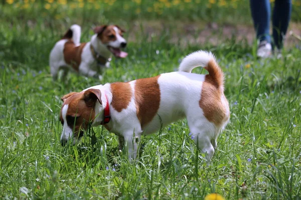 Dog Beagle Puppy Grass — 图库照片