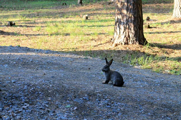 Conejo Blanco Negro Sentado Suelo Del Bosque — Foto de Stock