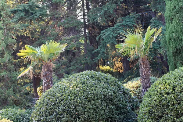 Vackra Tropiska Växter Trädgården — Stockfoto