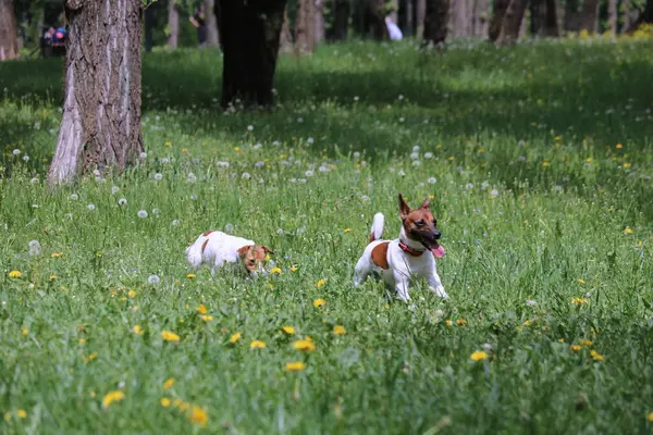 Kutya Játszik Egy Játékot Parkban — Stock Fotó