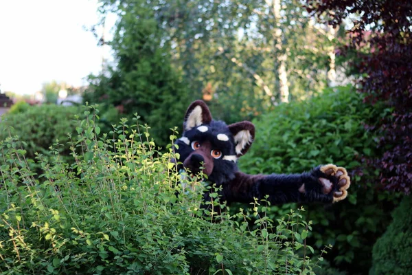 Schwarze Katze Garten — Stockfoto