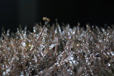 Su damlaları olan bir bitkiyi kapatın.