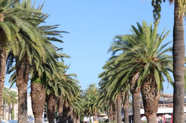 Parktaki palmiye ağaçları