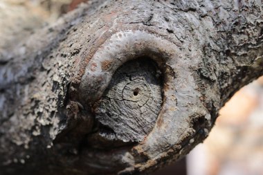 Doğal desenli eski ahşap doku.