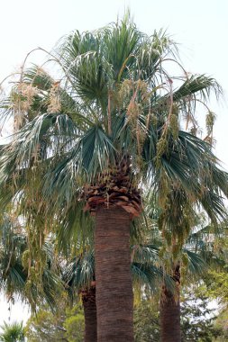 Parktaki palmiye ağacı