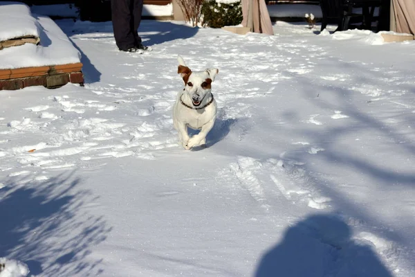 Cane Nella Neve — Foto Stock