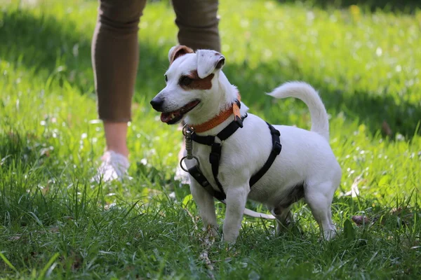 Bonito Cão Parque — Fotografia de Stock