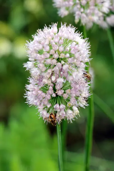 Flores Bonitas Jardim — Fotografia de Stock