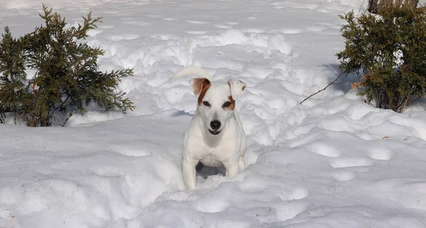 Cane Nella Neve — Foto Stock