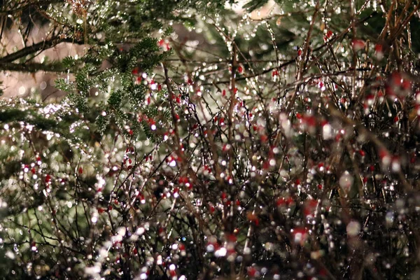 Kırmızı böğürtlenli ve karlı Noel ağacı