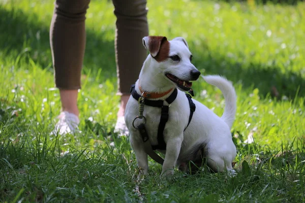 Parktaki sevimli köpek.