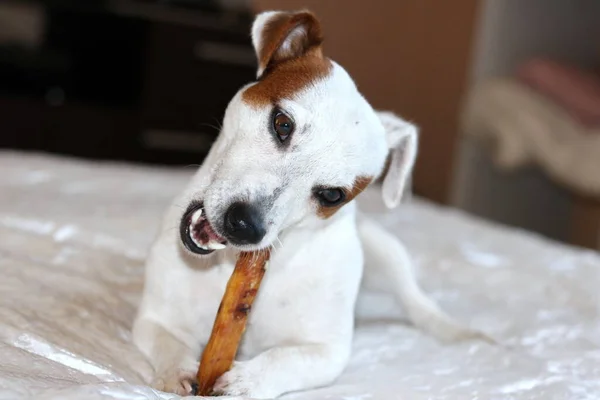 Собака Белым Воротником — стоковое фото