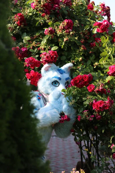 Gato Bonito Jardim — Fotografia de Stock