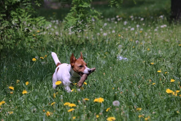 可爱的狗在草地上奔跑 — 图库照片