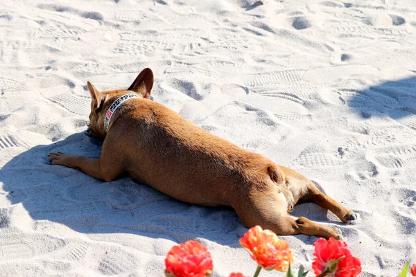 Собака Пляже — стоковое фото