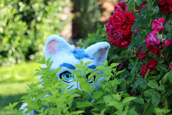 Красивая Маленькая Кошечка Букетом Роз Саду — стоковое фото