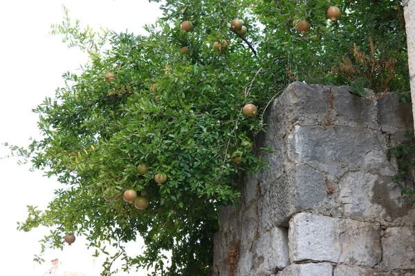 Árbol Verde Con Hojas Fondo Los Árboles —  Fotos de Stock