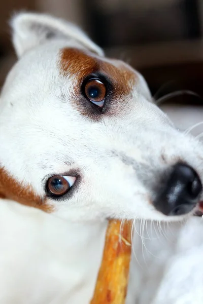 Perto Cão — Fotografia de Stock