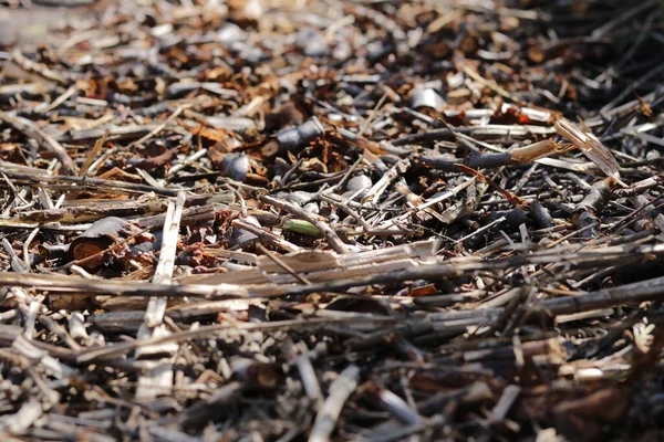 Close Pile Ants — Stock Photo, Image