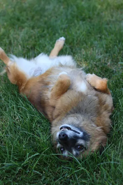 Cane Sdraiato Sull Erba — Foto Stock