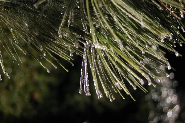 Pohon Natal Dengan Salju — Stok Foto