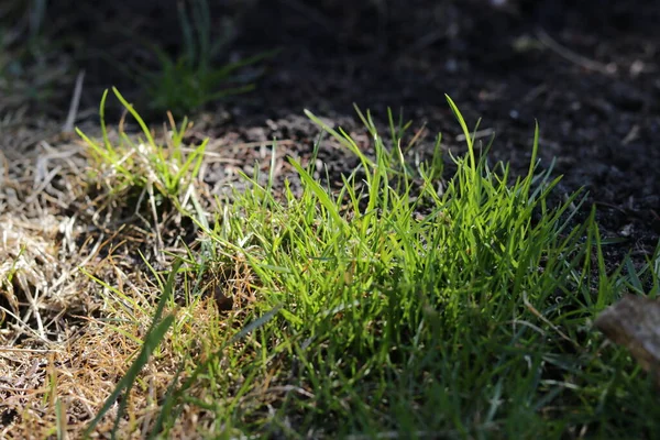 Green Grass Garden — Stock Photo, Image