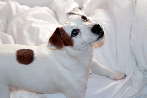 Cão Deitado Cama — Fotografia de Stock