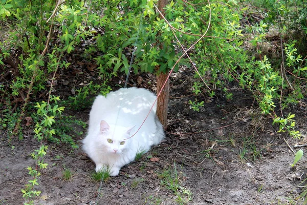Gato Branco Jardim — Fotografia de Stock