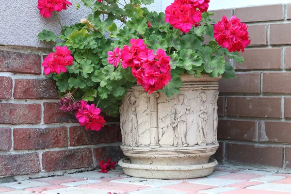 Bahçedeki güzel çiçekler