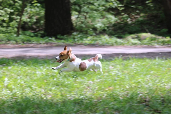 Köpek parkta koşuyor.