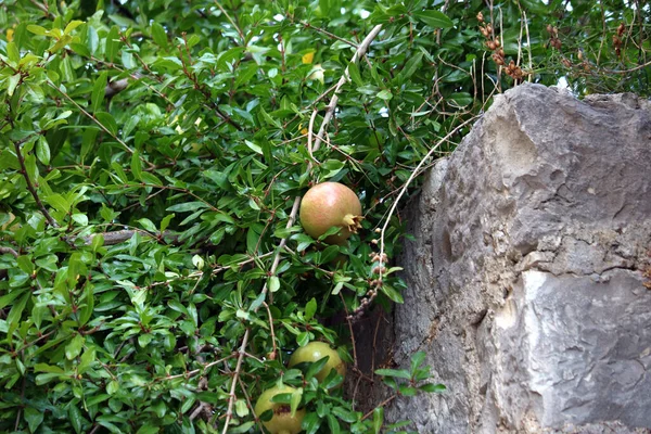 Peras Maduras Árbol — Foto de Stock