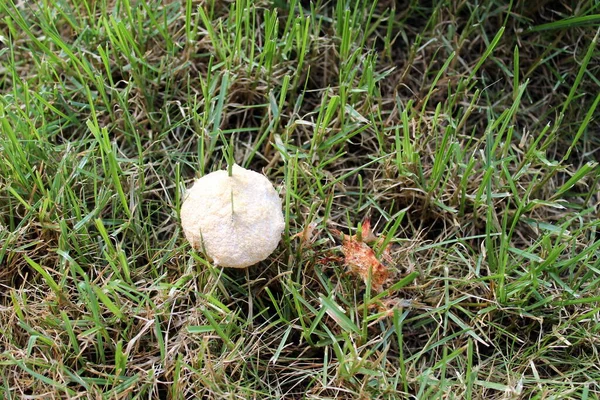 Cogumelo Grama — Fotografia de Stock