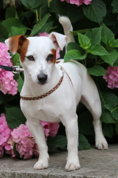 Bonito Cão Jardim — Fotografia de Stock