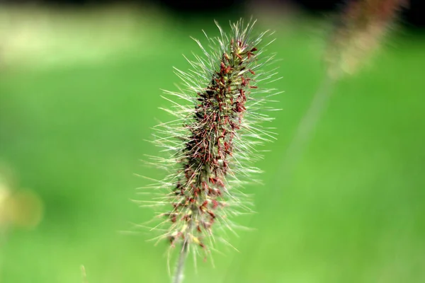 Beautiful Botanical Shot Natural Wallpaper — Stock Photo, Image