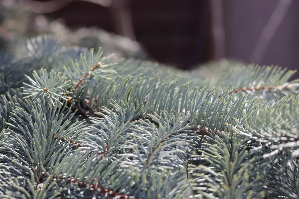 Χριστουγεννιάτικα Κλαδιά Δέντρου Κώνους Και Χιόνι — Φωτογραφία Αρχείου