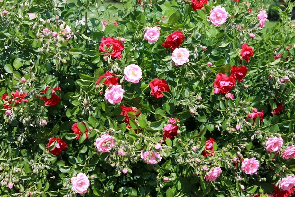 Belles Fleurs Dans Jardin — Photo