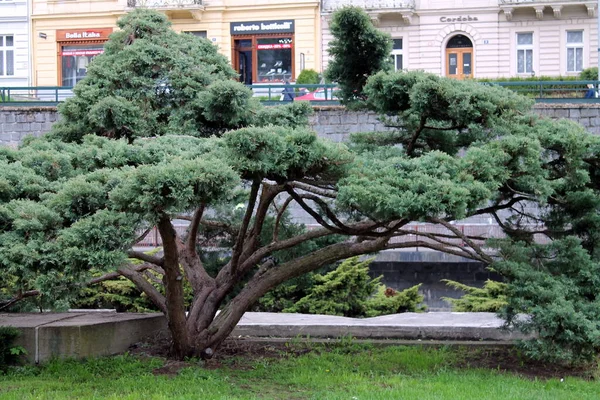 Parkın Güzel Manzarası — Stok fotoğraf