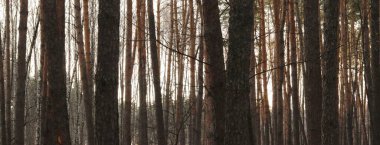 Sabah güzel bir orman