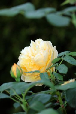 Bahçedeki güzel güller