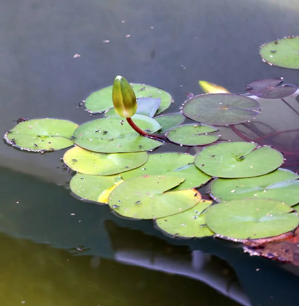 Mooie Lotusbloem Vijver — Stockfoto