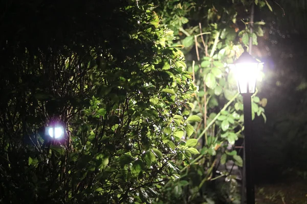 花园的灯泡 — 图库照片