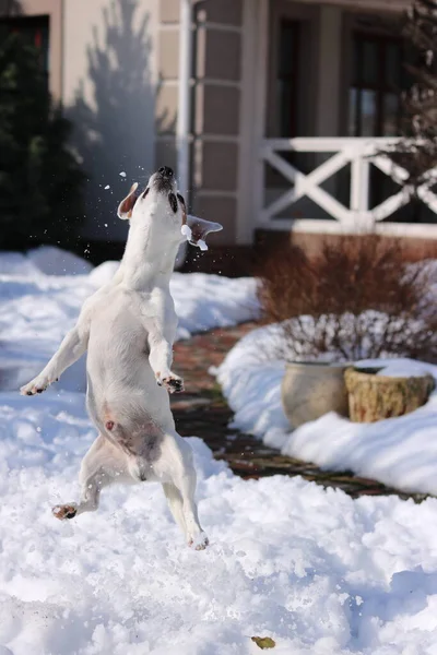Kardaki köpek.