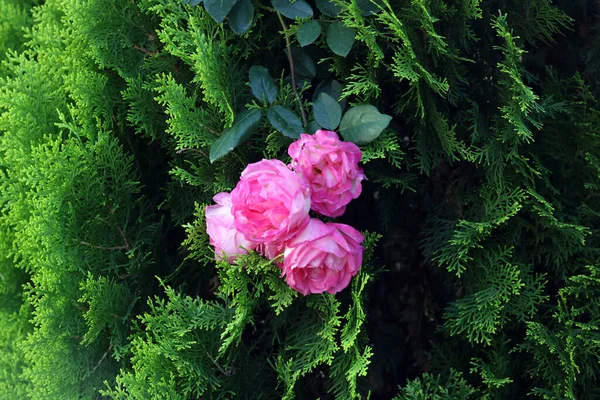 Belles Roses Roses Dans Jardin — Photo