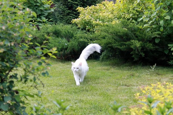 Λευκή Κατσίκα Στο Πάρκο — Φωτογραφία Αρχείου
