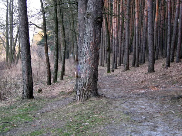 Gyönyörű Táj Egy Fával Erdőben — Stock Fotó
