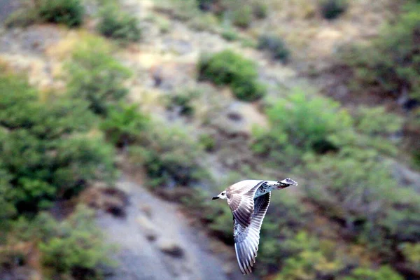 Een Vogel Het Wild — Stockfoto