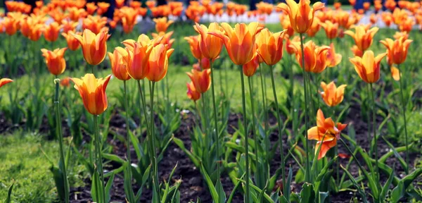 Belles Tulipes Dans Jardin — Photo